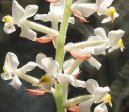 Pokojov rostliny:  > Haemaria (Haemaria discolor)