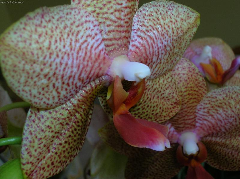 Foto: Orchidej-N�dhera