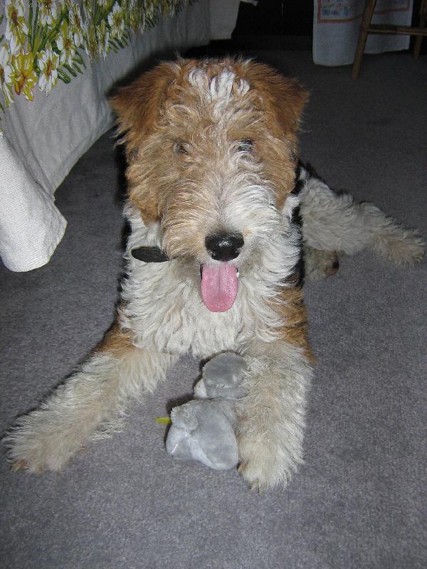 Foto: Ares
