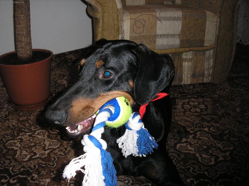 Foto: Sorbon