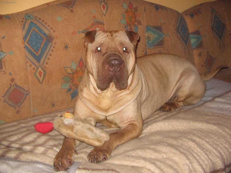 Foto: Apollo-Jsem hold �ikula.....